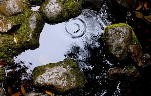 Picture leaves, water, stones, drop, moss