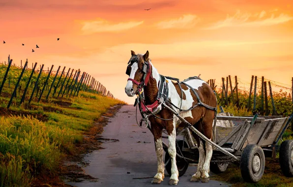 Road, the sky, grass, sunset, horse, horse, the fence, cart