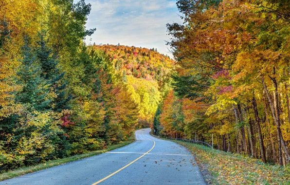 Road, autumn, forest, trees, Canada, Canada, Quebec, QC