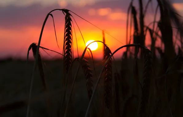 Picture wheat, field, the sun, macro, sunset, background, widescreen, Wallpaper