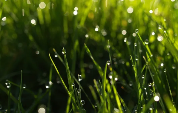 Greens, grass, water, drops, macro, nature, Rosa, background
