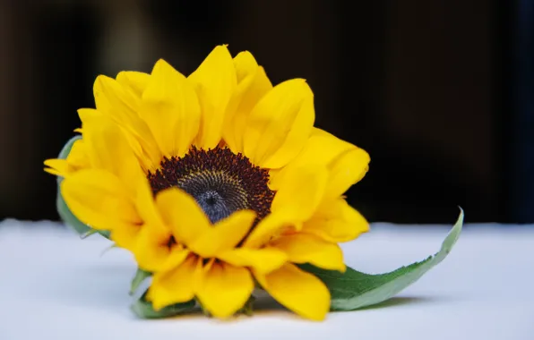 Flower, background, sunflower, flowering