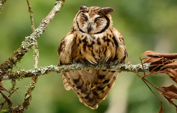 Picture birds, owl, branch, striped owl