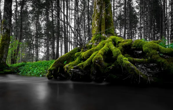 Picture trees, river, moss