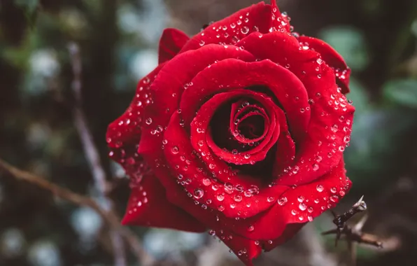 Picture drops, macro, flowers, red, the dark background, roses, scarlet