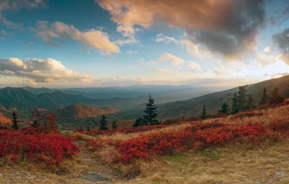 Forest, the sky, grass, the sun, clouds, trees, mountains, slope