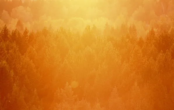 Picture forest, light, trees, sunset, orange, heat, pine, the top