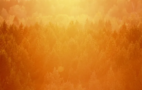 Forest, light, trees, sunset, orange, heat, pine, the top