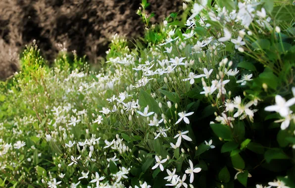 White, summer, grass, flowers, June, 2016
