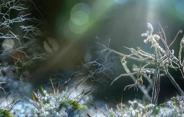 Picture nature, background, Frozen Macro World