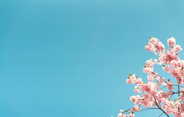 Minimalism, Sakura, Blue Background, Pink Flowers