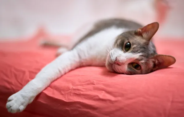 Cat, cat, look, face, pose, bed, lies, bokeh