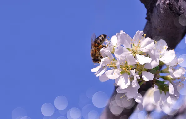Picture the sky, macro, flowers, nature, bee, branch, spring, bokeh