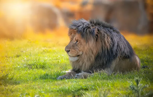 Green, lion, sun, rest, depth field
