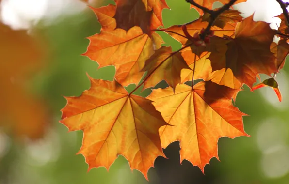 Autumn, leaves, Macro, branch, maple