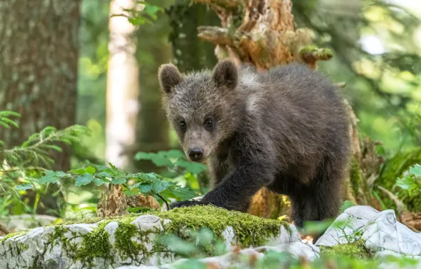 Forest, trees, branches, stones, moss, bear, bear, snag
