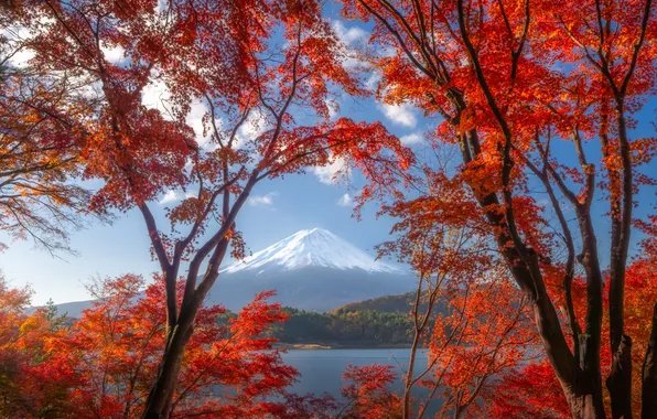 Picture trees, lake, mountain, Japan, Fuji, Japan, Mount Fuji, Fuji