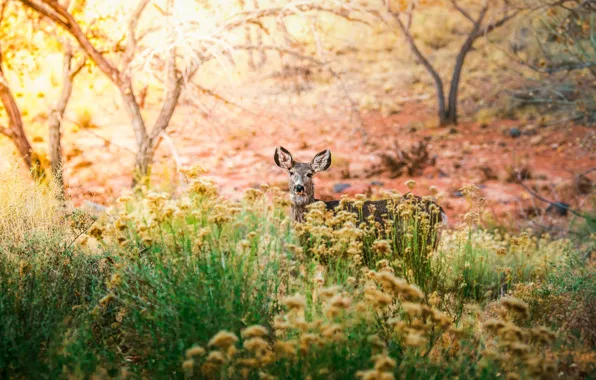 Forest, light, trees, branches, vegetation, deer, ROE, bokeh