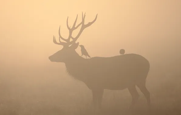 Birds, fog, deer