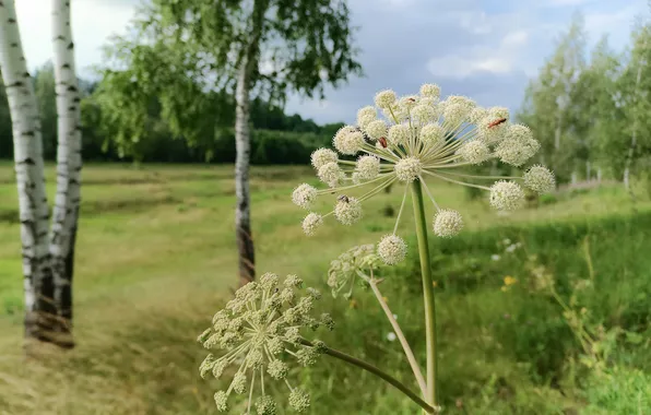 Greens, field, forest, summer, the sky, grass, trees, nature
