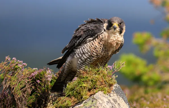 Picture summer, the sky, look, pose, stones, background, bird, plant
