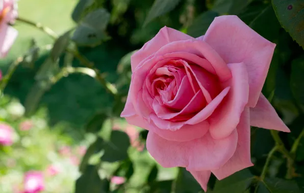 Picture macro, pink, rose, petals, Bud
