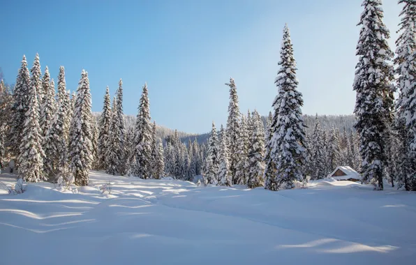 Picture winter, forest, snow, trees, hut, ate, the snow, Russia