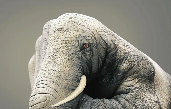 Picture figure, hand, Elephant