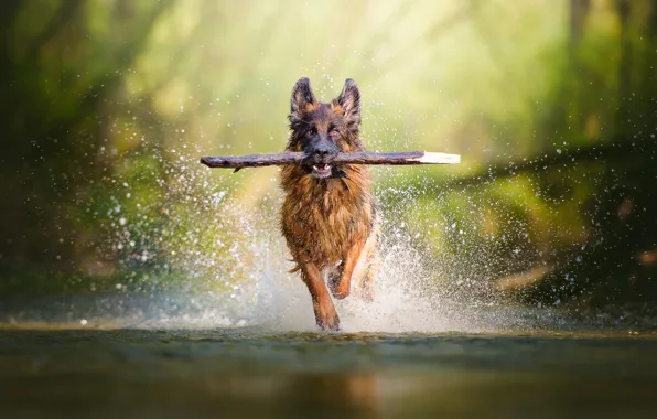 Water, squirt, each, dog, running, stick, shepherd