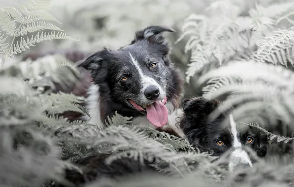 Face, thickets, two, dog, pair, fern, the border collie