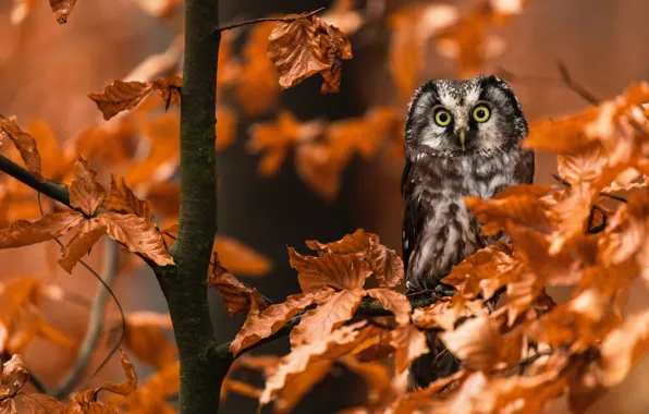 Picture owl, leaves, bird, owl, branches, autumn