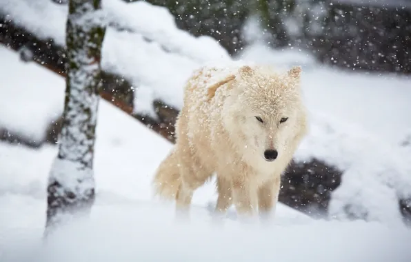 Winter, snow, wolf
