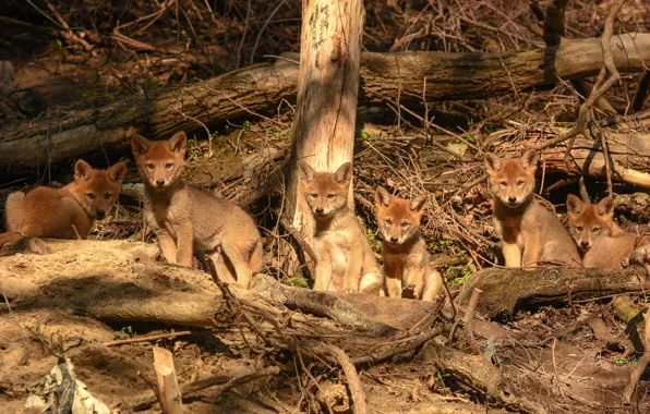 Look, light, branches, nature, wolf, puppies, wolves, kids