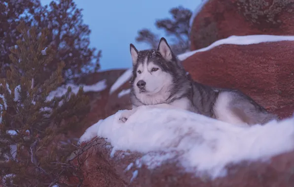 Snow, trees, stones, dog, Alaskan Malamute