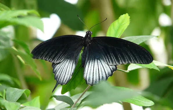 Leaves, microsemi, wings, Butterfly, insect, beautiful, closeup