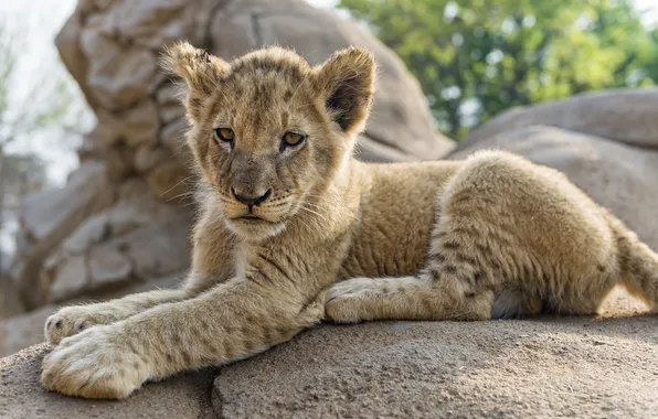 Picture cat, stone, Leo, cub, lion, ©Tambako The Jaguar