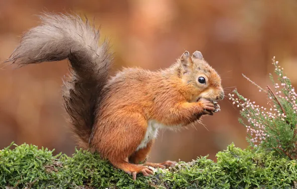 Flowers, background, moss, walnut, protein, red, lunch, Heather