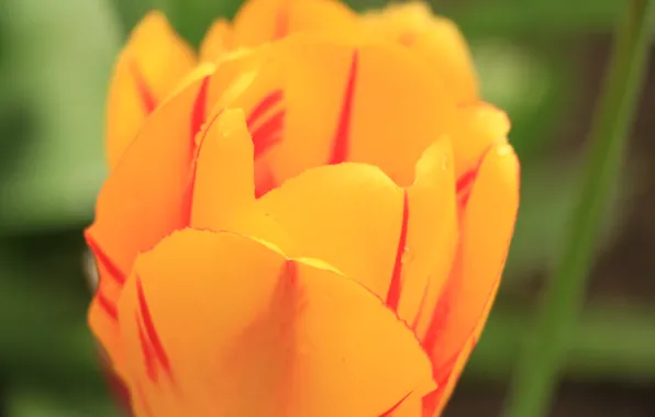 Picture greens, macro, flowers, yellow, spring, tulips, Gulietta