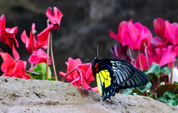 Macro, nature, butterfly, Flowers, beautiful, sitting, tropical