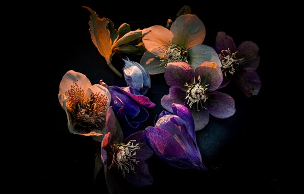 Picture Flowers, Bloom, Black background, Dark aesthetic, Colorful flowers, Hellebore flowers