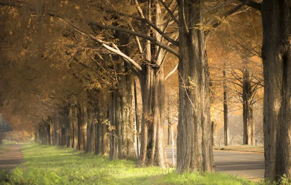 Autumn, trees, street