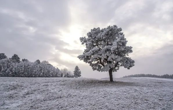 Picture winter, nature, tree