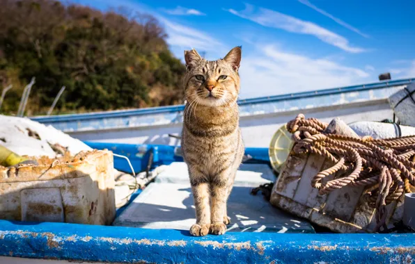 Picture cat, look, boat, ear