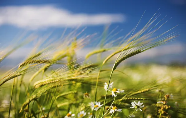 Picture field, the wind, chamomile, Summer, spikelets