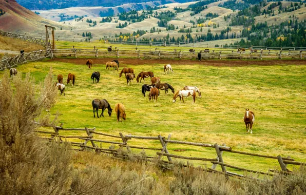 Trees, landscape, nature, hills, field, horse, corral, fence