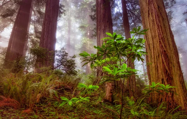 Picture forest, tree, sequoia, redwood