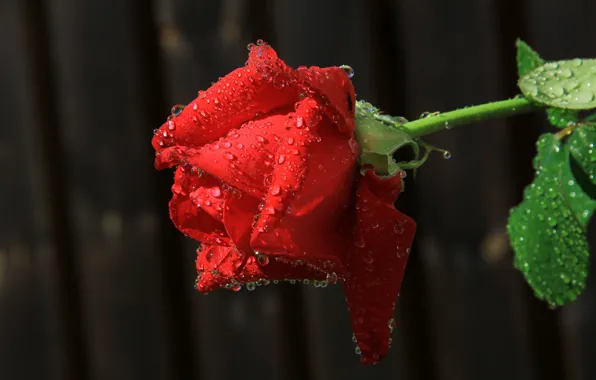 Picture flower, water, drops, Rosa, rose, petals, Bud