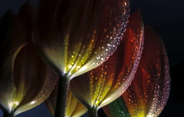 Picture drops, macro, light, flowers, orange, the dark background, tulips, buds