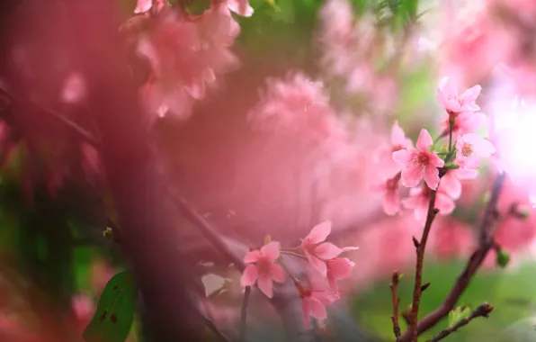 Flowers, branches, cherry, green, background, spring, Sakura, pink
