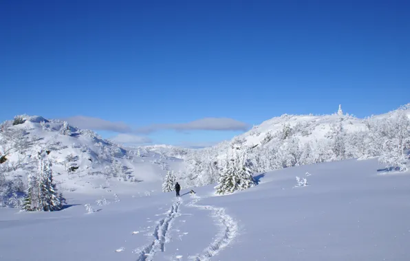 The sun, snow, Shine, Winter, dog, skier, Christmas trees